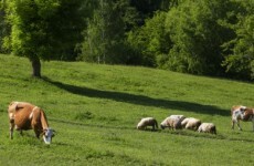 €10,000 reward for information about 75 stolen cattle and 25 sheep
