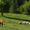 €10,000 reward for information about 75 stolen cattle and 25 sheep