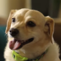 'Chance the dog has taught me there's nothing anybody can't do'