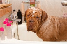 'All bark and no bite': No one will be brought to court over water charges until 2017