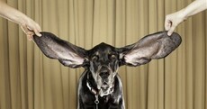 Dog sets 'longest ears' record with over 65 cm of ears