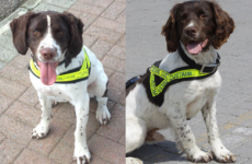 Four men arrested after these dogs sniffed out €184,000 worth of drugs