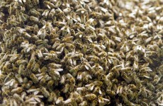 A swarm of bees terrified pedestrians on a footpath in Dublin city centre today