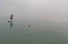 These paddlers went out searching for 10 great white sharks and came back with this