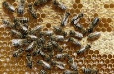 EU places limits on modified honey