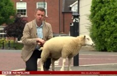 This Irish TV reporter got wee’d on by a lamb and absolutely cracked up