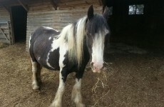 Have you seen this horse? She's heavily pregnant and was stolen last night
