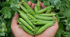 Growing your own food? Here's what to do in July...