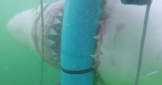 A woman had a very close encounter with this great white shark