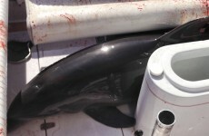 This dolphin jumped on board a boat and broke a woman's ankles