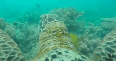 Sit back and let this sea turtle with a GoPro give you a tour of Australia's Great Barrier Reef