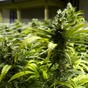 Poor storage facilities at garda stations leave them 'stinking' of cannabis for days