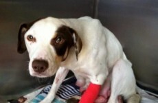 'This was a miracle': Rescue dog finds her way home after week-long search