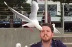 If you think our seagulls are bad, you haven't seen what's going on in Australia