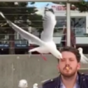 If you think our seagulls are bad, you haven't seen what's going on in Australia