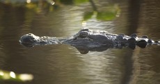 Man shouts "f*ck those alligators", jumps into water, gets eaten by alligators