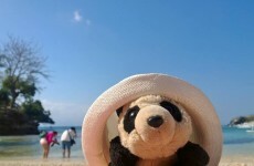 Hoy, the travelling panda, has been returned to his owner after a frantic search