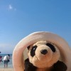 Hoy, the travelling panda, has been returned to his owner after a frantic search