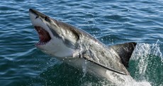 There's an unstoppable reason for the recent surge in shark attacks
