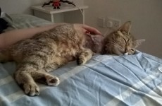 Can you help? This cat was shot with a pellet gun and is up for adoption