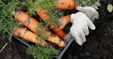 Want to grow your own food? Then, trust me, get some decent tools
