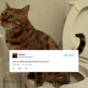 14 questions Irish people need to answer immediately