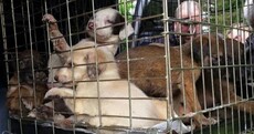 "Very sickly pups" dumped in Kilkenny woods