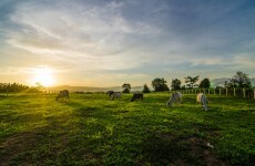There are ambitious new plans for Ireland’s most important indigenous industry