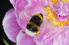 Bees are disappearing - and scientists are warning about worrying knock-on problems