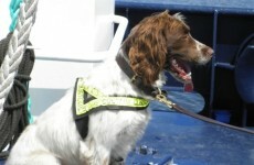 Harvey the dog has sniffed out €7,500 worth of cigarettes