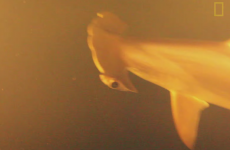 This shark turned up in a very unexpected place