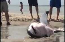A shark gets stuck on a beach... and something heartwarming happens