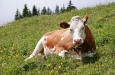 In focus: War of words over plan to ban ‘raw milk’