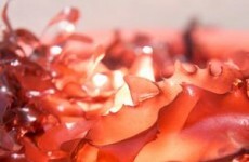 There's a new form of seaweed that tastes like bacon
