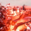 There's a new form of seaweed that tastes like bacon