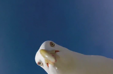 This seagull captured some stunning shots after stealing a tourist's camera