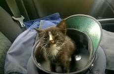 Gardaí in Cork are taking care of an exceptionally cute kitten