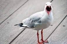 The UK wants to take on 'aggressive' seagulls
