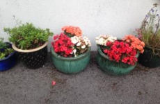Gardaí want to know if you've had a load of flowers go missing
