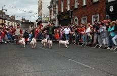 That controversial pig race went ahead in Arklow over the weekend