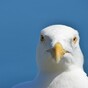 Vicious seagulls behaving like cows "with mad cow disease" - FF senator