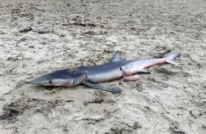 'Very curious': Shark washes up on Cork beach