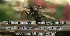 Here's why people are saying Ant-Man is sexist... towards insects