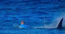 'Thanks for not eating me': Shark survivor surfer hails 'warrior' mate who came to his rescue