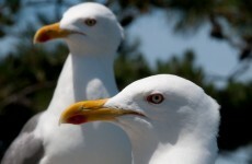 Poll: Would you support a seagull cull?