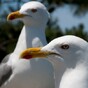 Poll: Would you support a seagull cull?