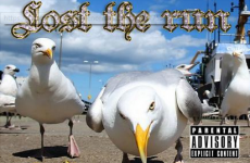 Seagulls: A Timeline Of Their Reign Of Terror In Ireland