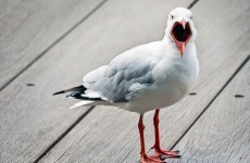 Seagulls are not monsters - let's stop the hysteria