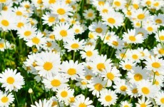 Were deformed daisies found near Fukushima caused by radiation?