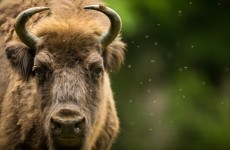Woman tries to take selfie with bison, bison attacks